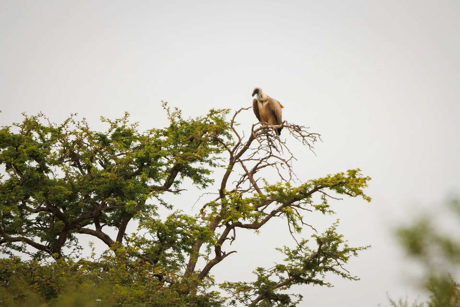 Cape Vulture in a Tree in Namibia