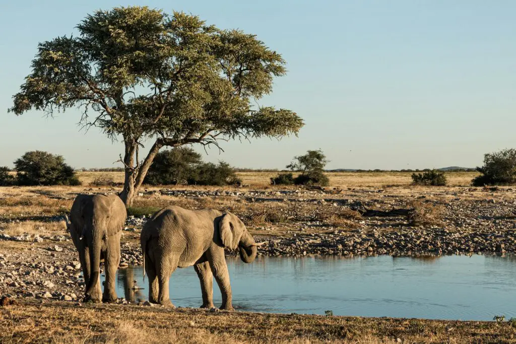Elephants in Namibia