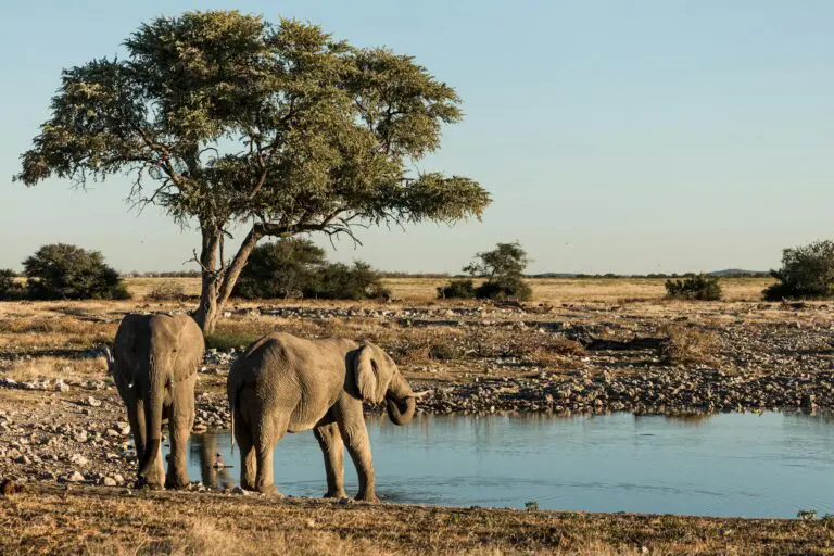 Elephants in Namibia