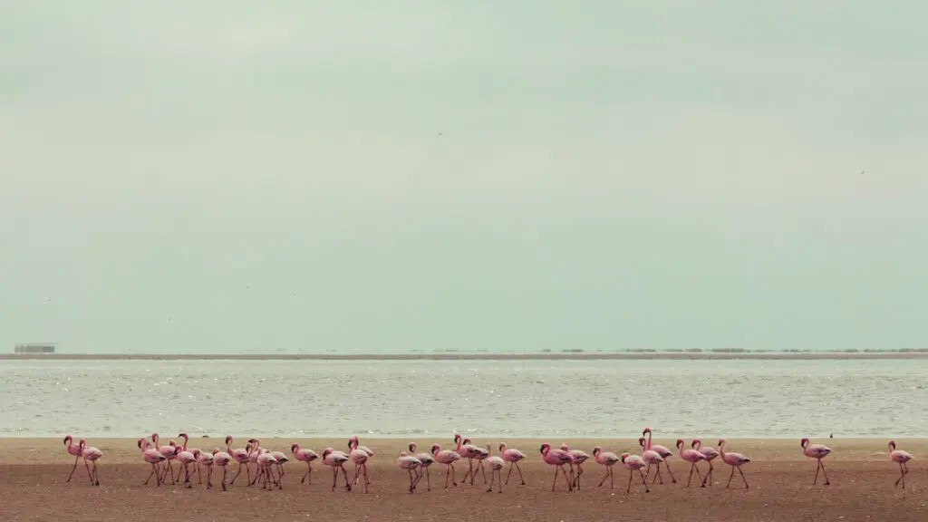 Flamingos Seen in Namibia