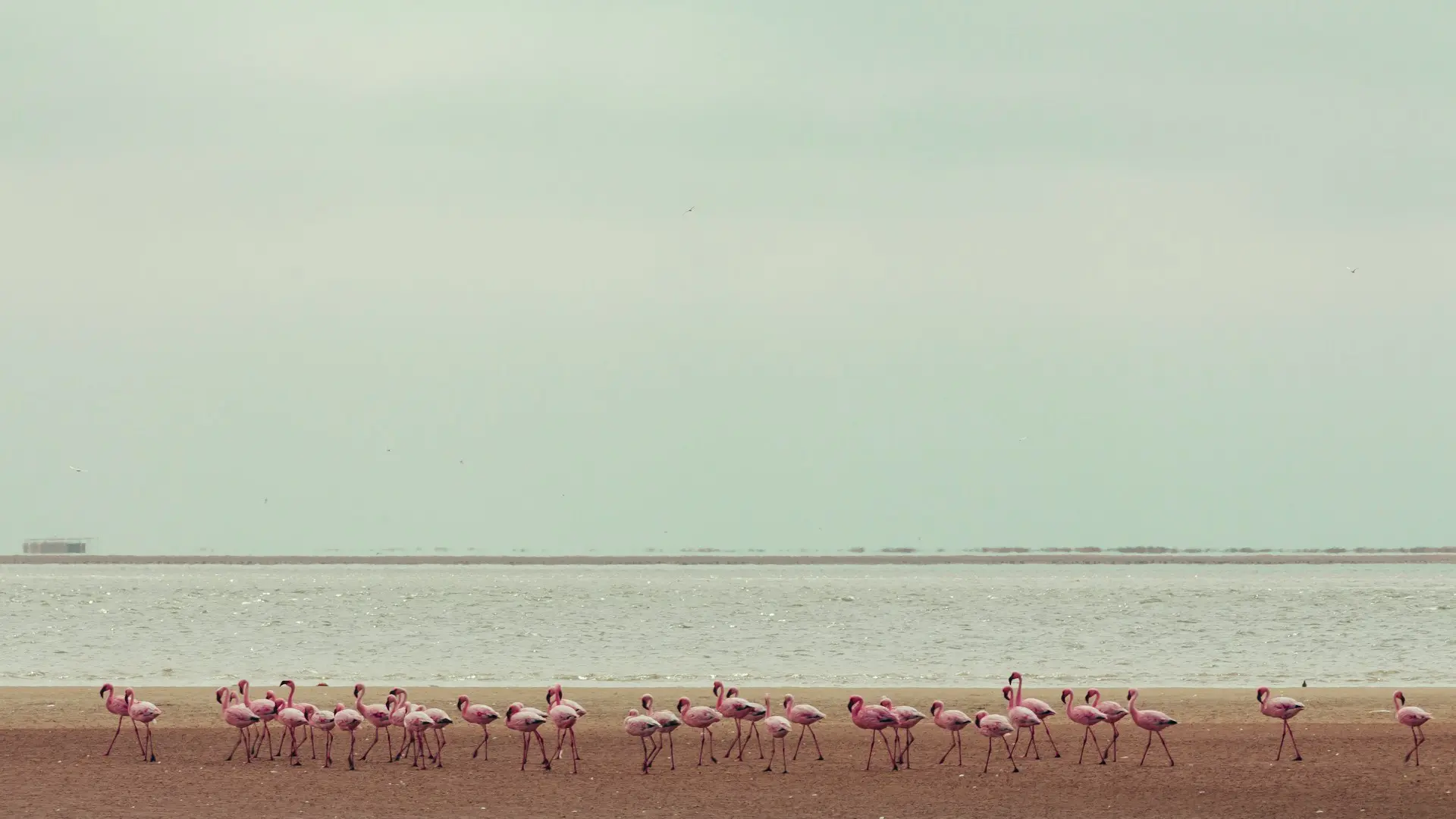 Flamingos Seen in Namibia