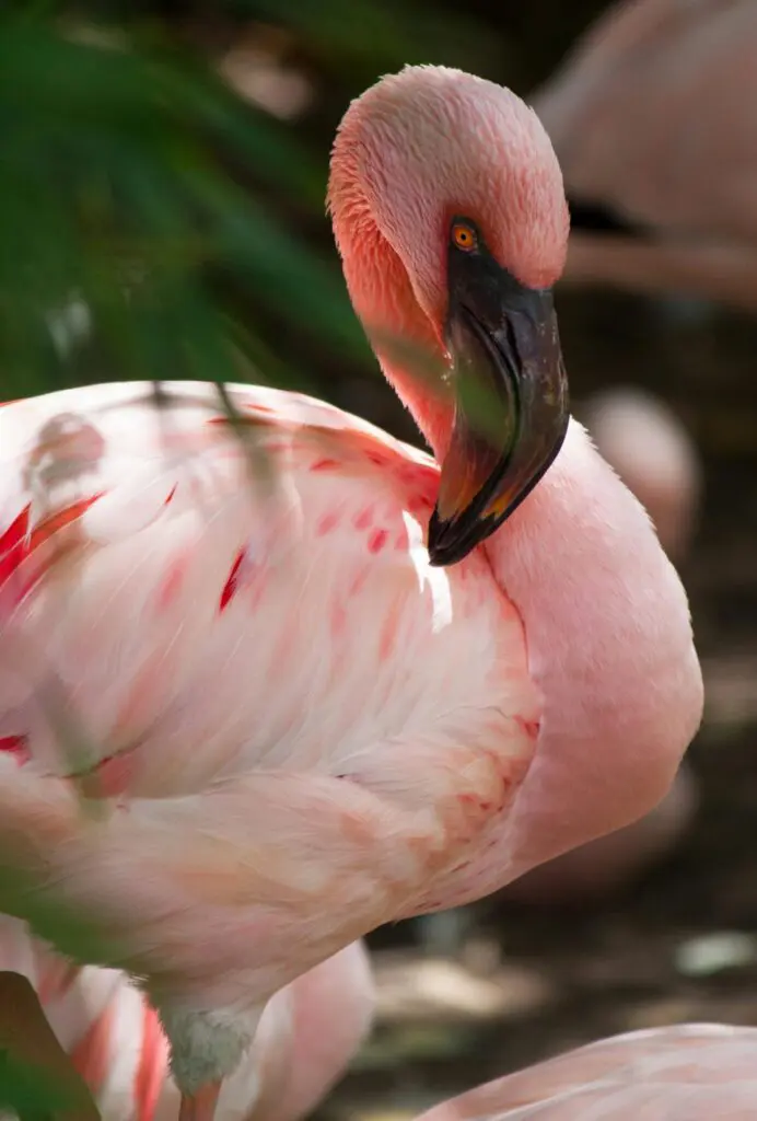 Flamingos of Namibia