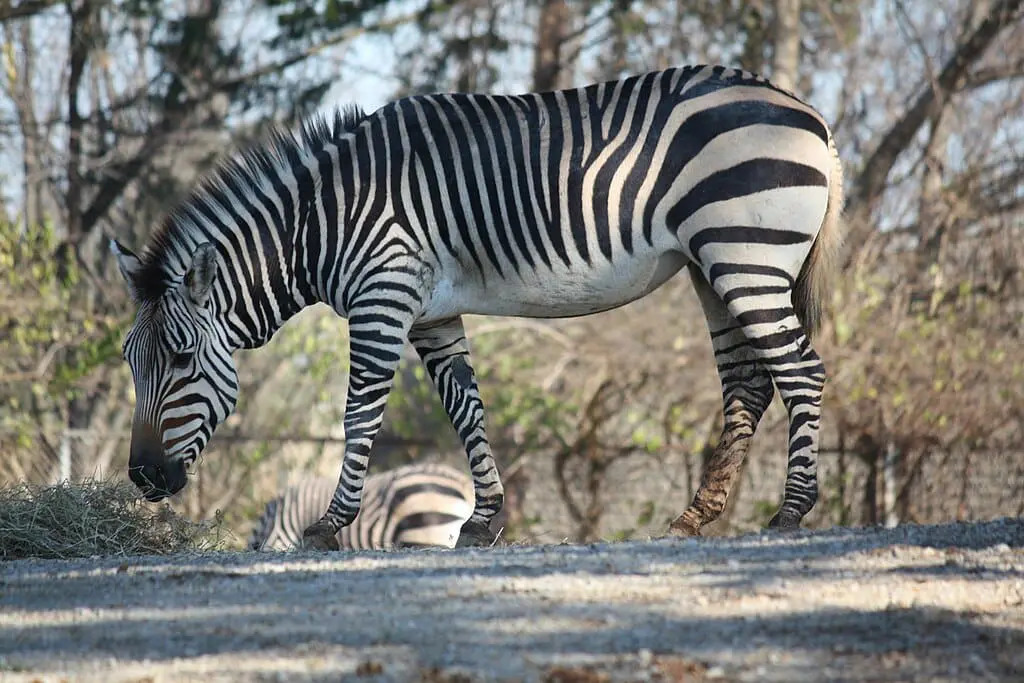 Hartmanns Mountain Zebra in Namibia