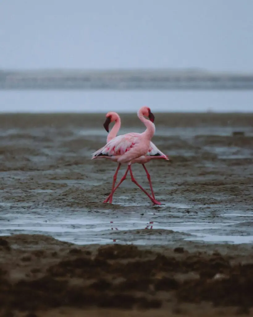 See Flamingos in Namibia