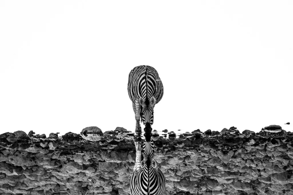 Namibia Honeymoon Safaris: Romance in the Desert, Dunes, and Beyond 23 A Zebra on a Namibia Safari