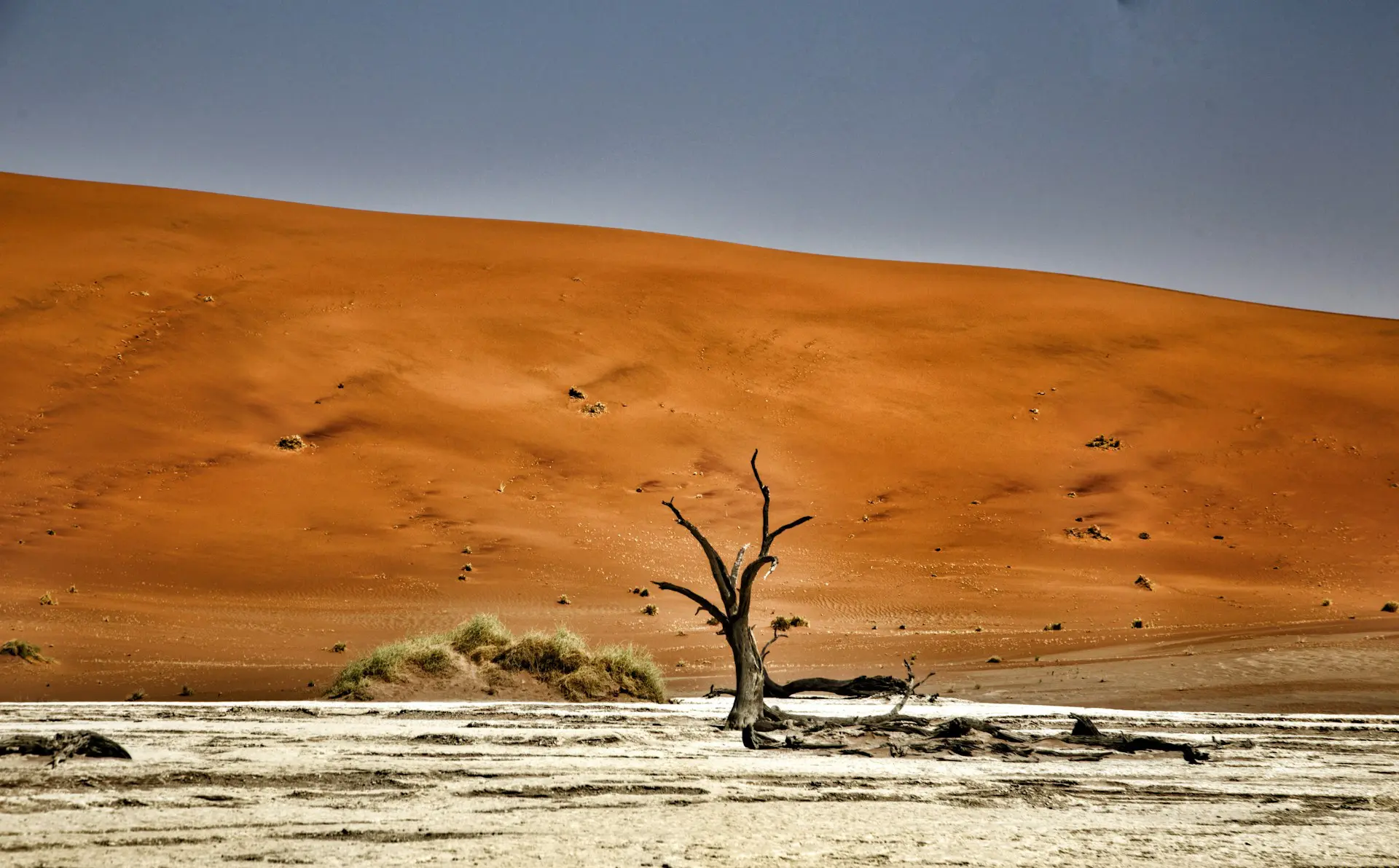 Dead Camelthorn Tree in the Namib Desert