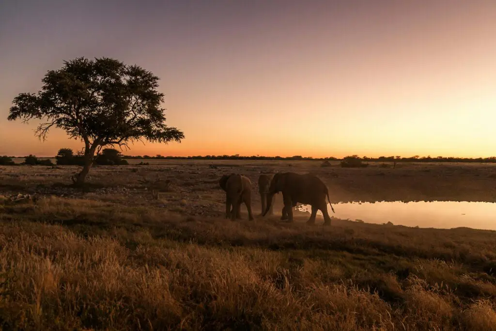Elephants and Sunset in Namibia