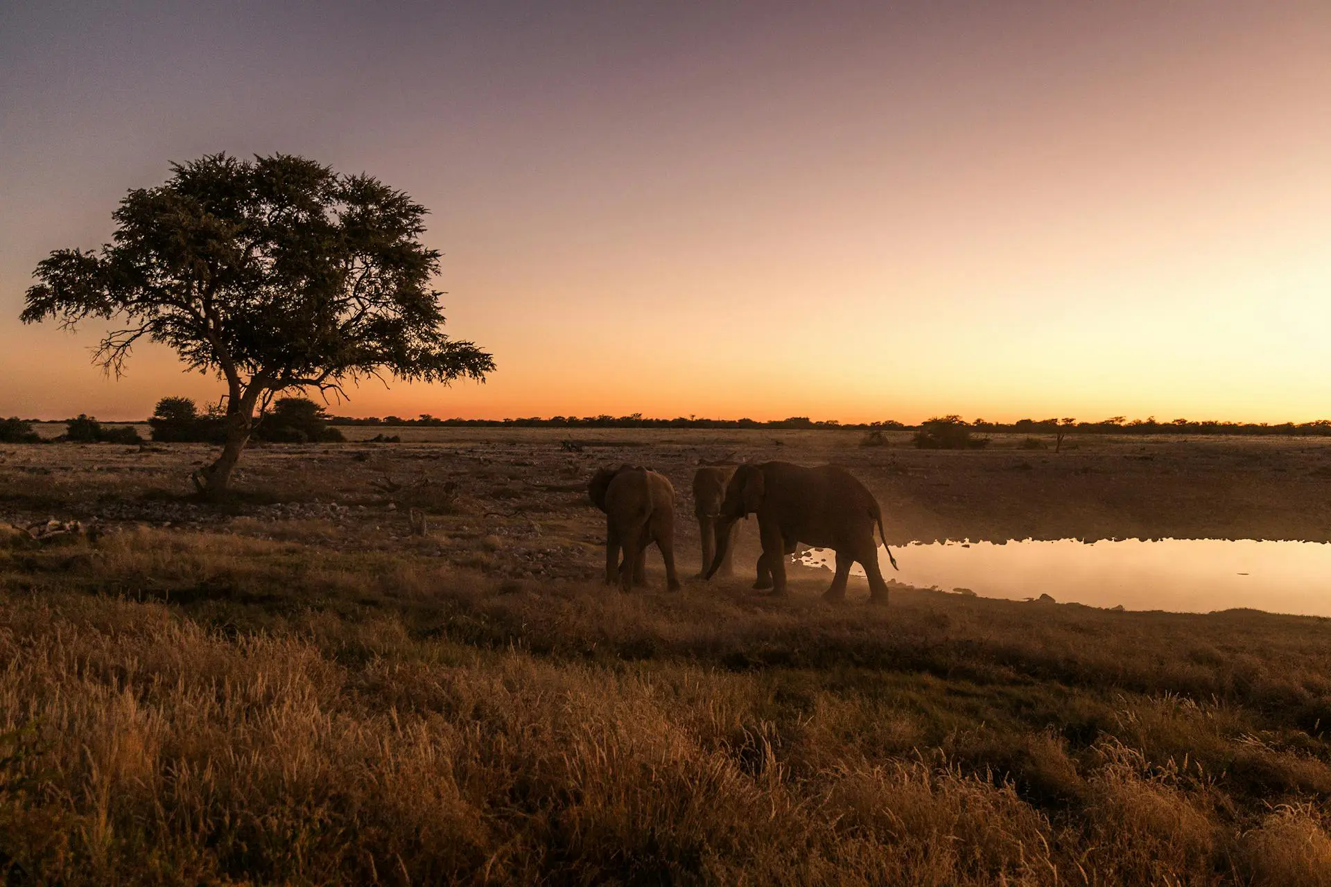 Elephants and Sunset in Namibia