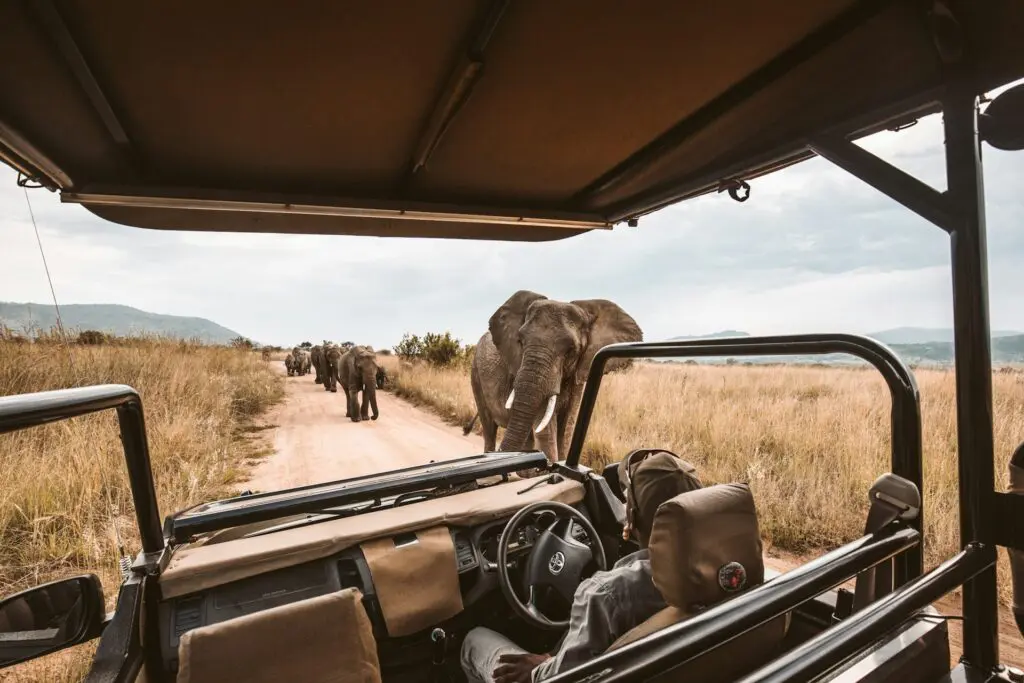 How to Identify Tracks and Spoors on an African Walking Safari