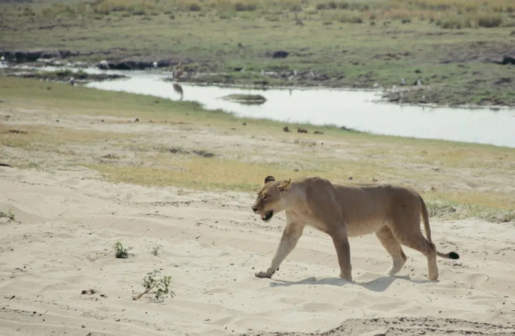 Lion in Chobe National Park