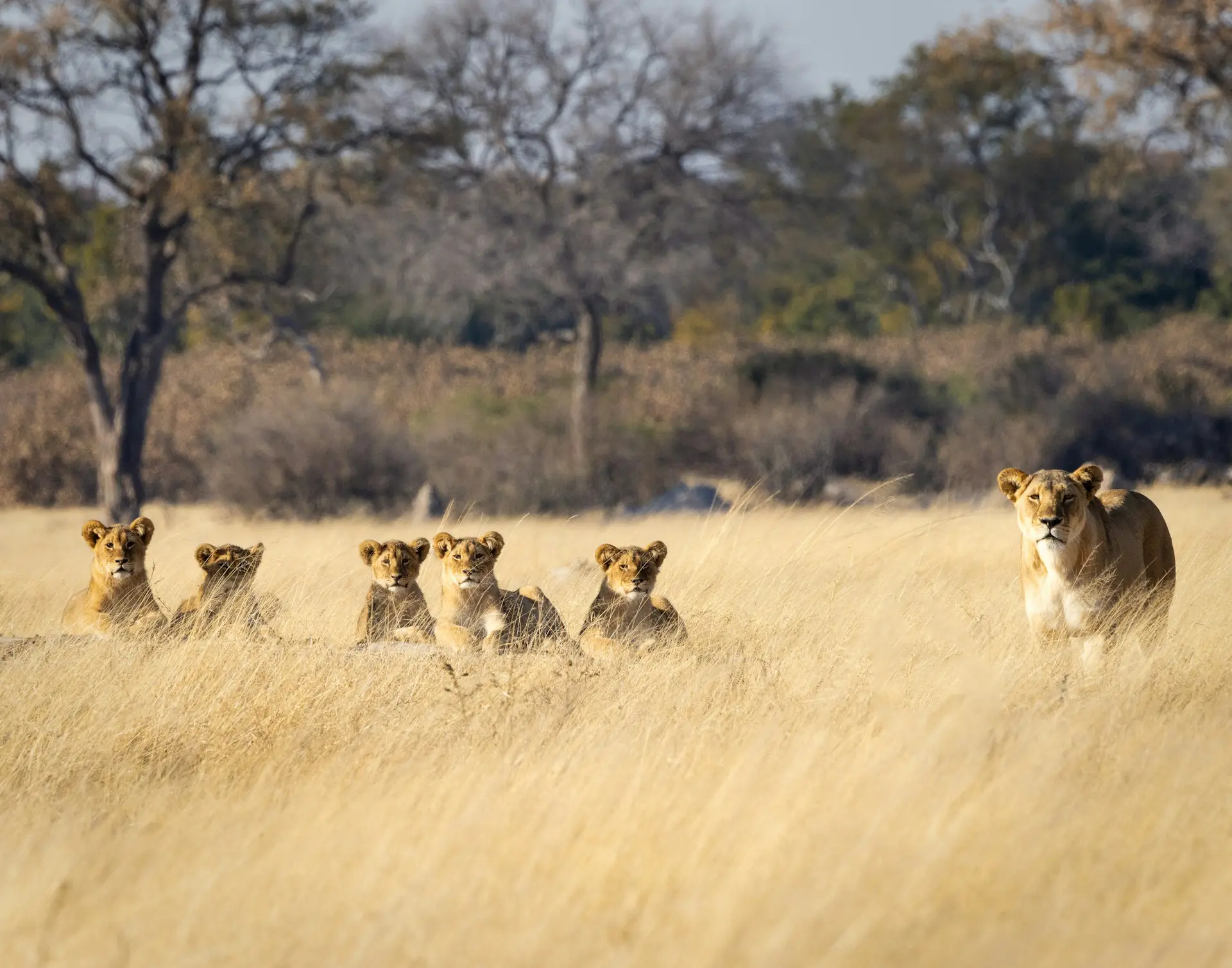 Lions Seen on Safari in Hwange National Park Zimbabwe