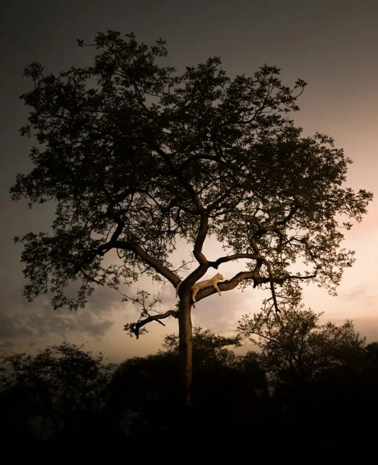 A Leopard at Dusk in the Kgalagadi Transfrontier Park