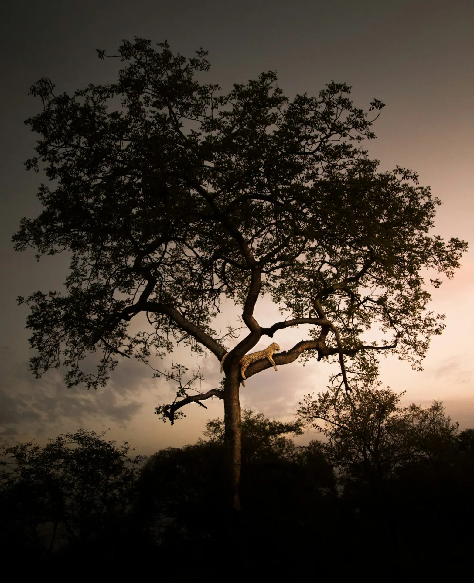 A Leopard at Dusk in the Kgalagadi Transfrontier Park