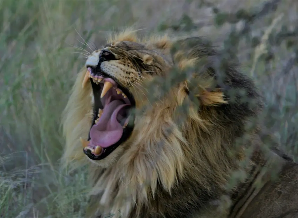 A Lion Yawning in Kgalagadi Transfrontier Park