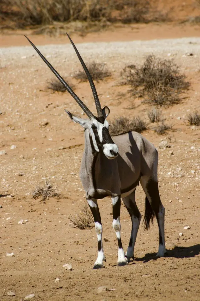 An Oryx in Kgalagadi Transfrontier Park