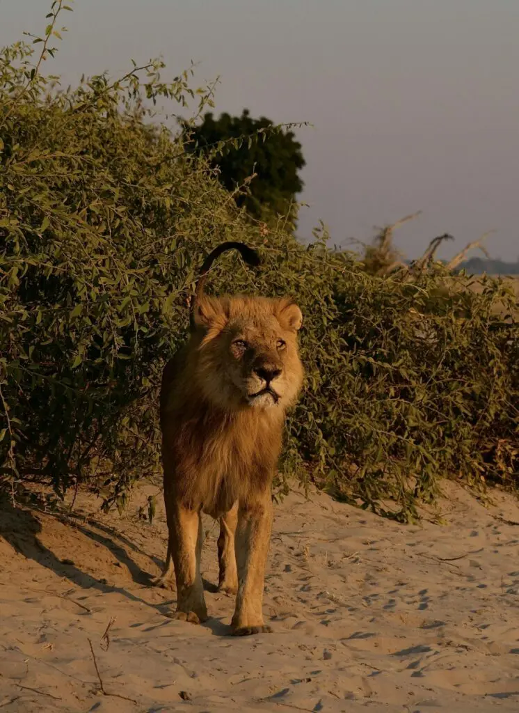 Black-Maned Lion in Kgalagadi Transfrontier Park