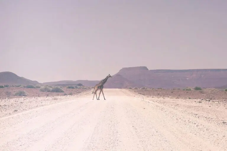 10 Reasons to Visit Namibia in 2025