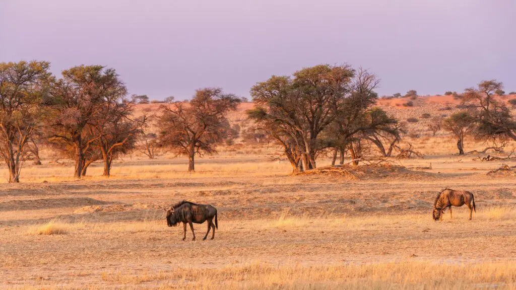 Desert Wildlife in the Kalahari