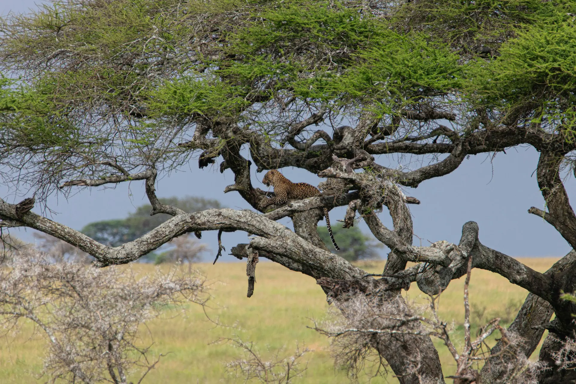 Family Safari in Africa - An Honest Guide for Parents 18 Leopard in a Tree in Tanzania