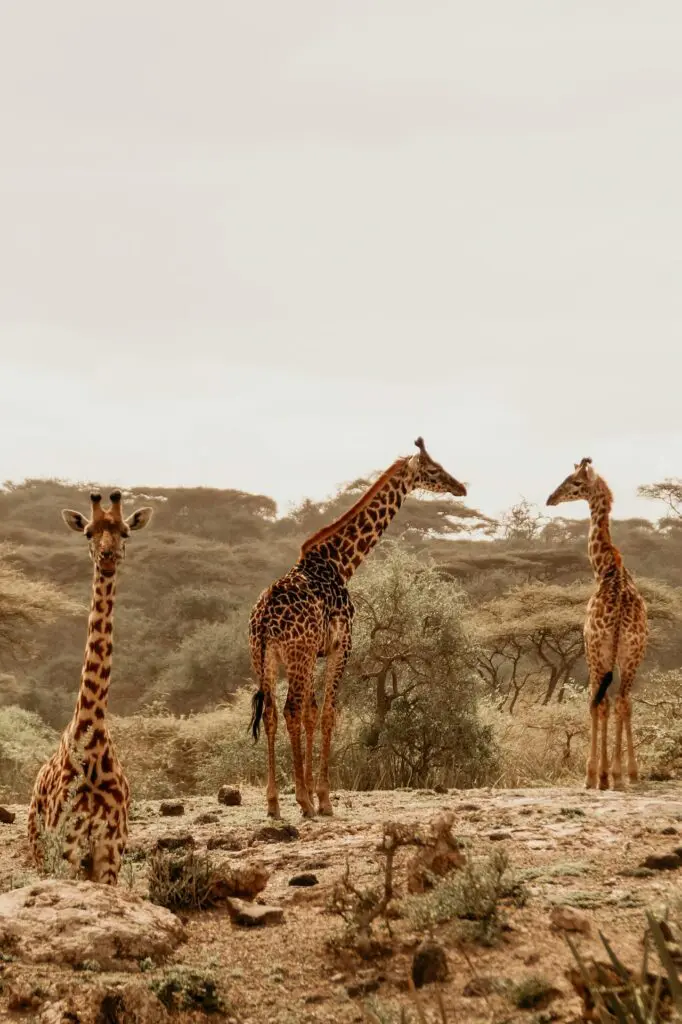 Namibia Christmas Holiday