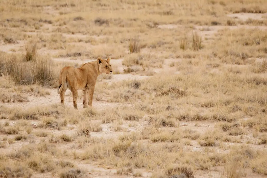 Namibia Desert Lions