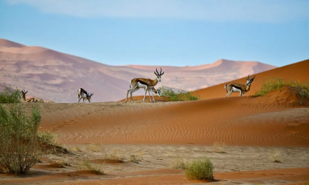 Best Namibia Safari Tours to Book Over the Festive Season 17 Namibia in December