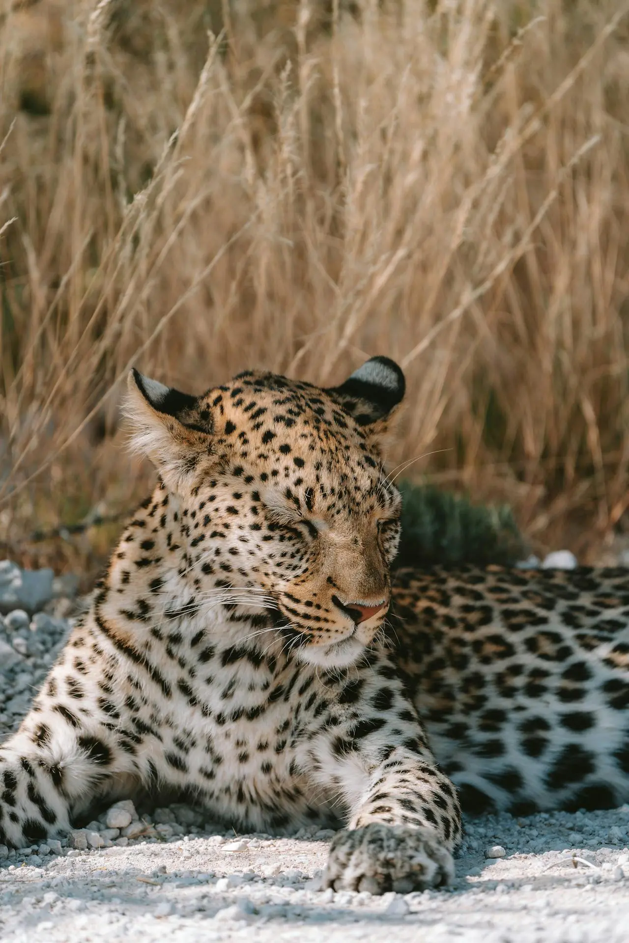 Travelling to Namibia during the Festive Season