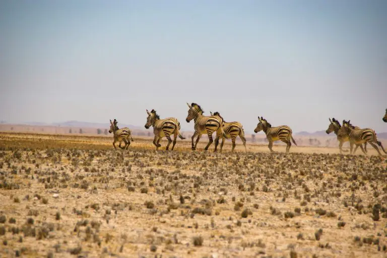 Wildlife in Namibia