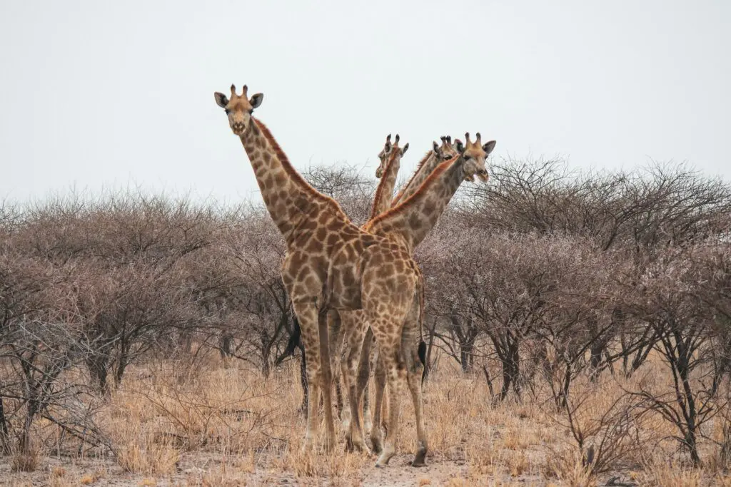 Wildlife in the Kalahari