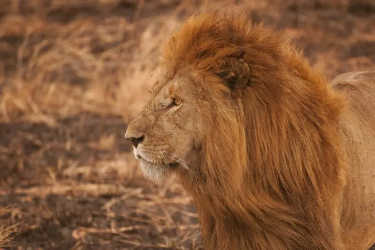 All You Need to Know About the Big 5 in Africa