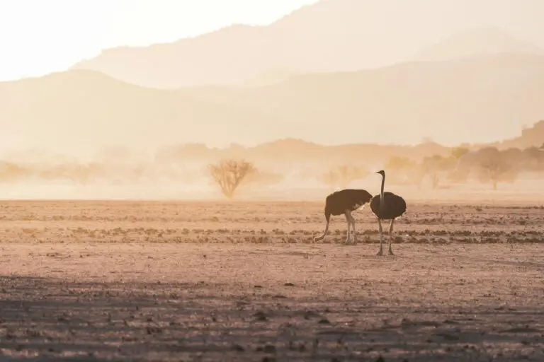 Best Time to Visit Namibia