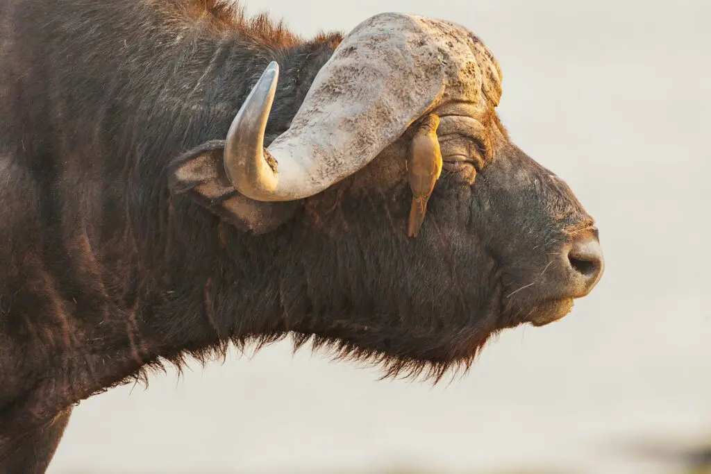 Big 5 Cape Buffalo