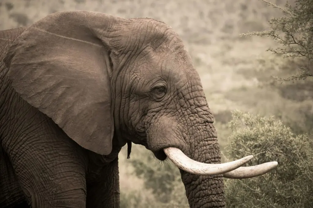 Big 5 Elephant in Namibia