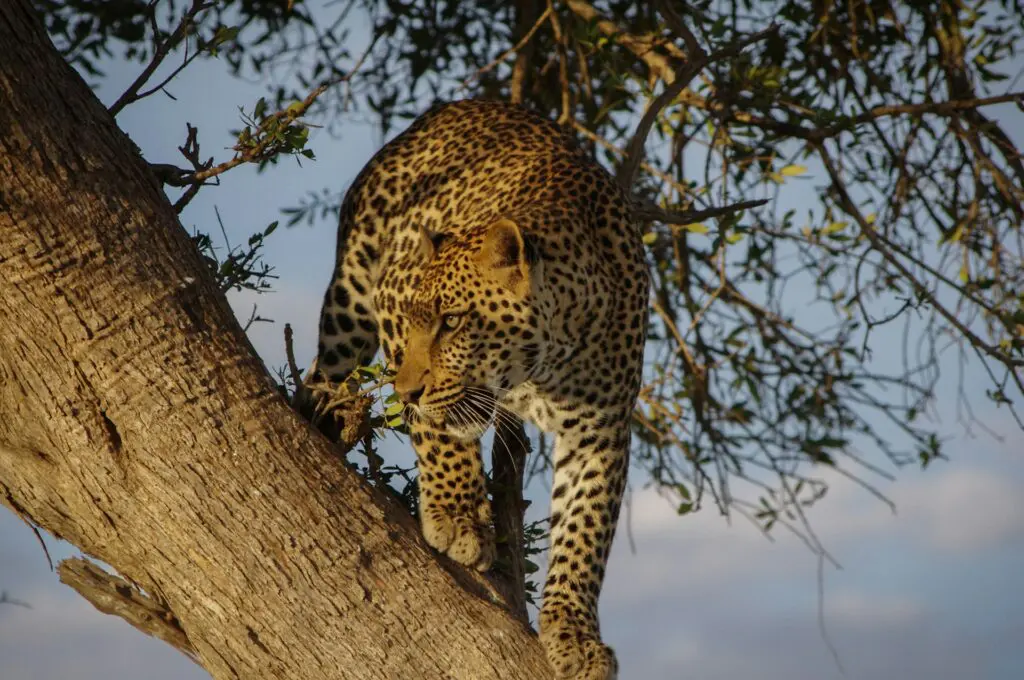 Big 5 Leopard in Namibia