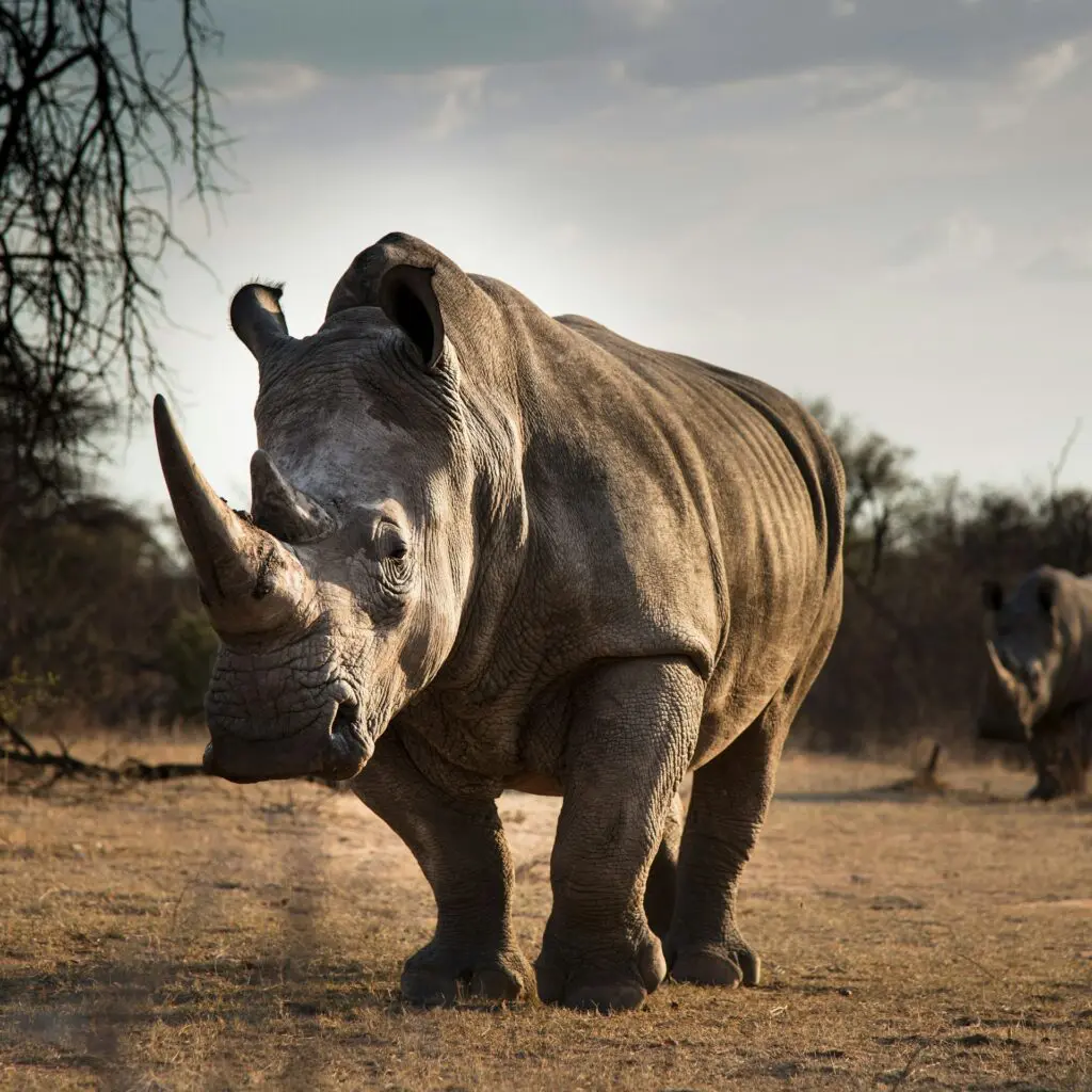Big 5 Rhino in Africa