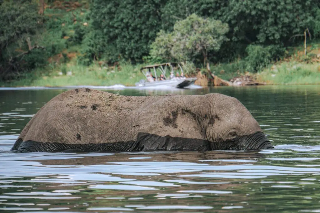 Botswana Safari Safety Tips