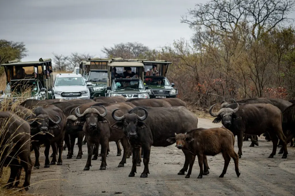 Crowds in the Kruger National Park