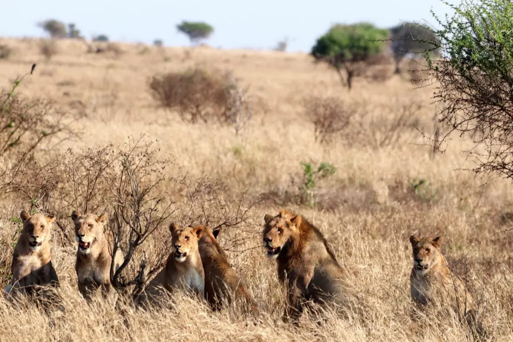 Pride of Lions in the Kruger National Park