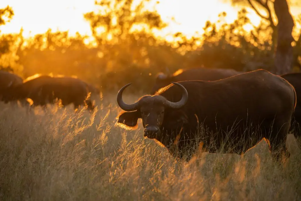 Safari in Sabi Sand