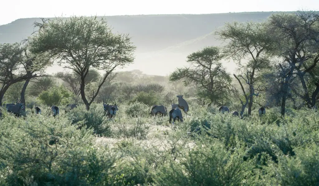 Sightings on a Namibia Safari