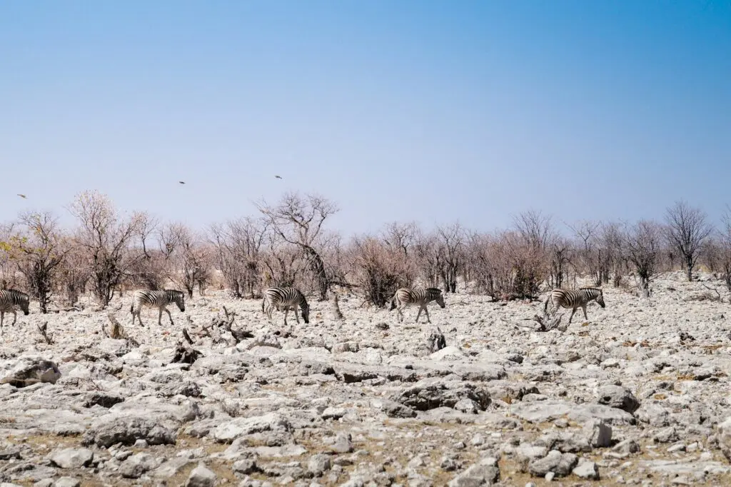 Wildlife on a Namibia Safari 2025