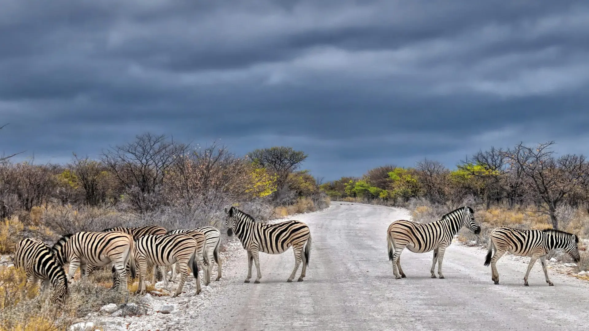 Etosha National Park December Holidays