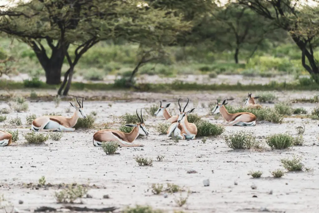 Etosha National Park Impala
