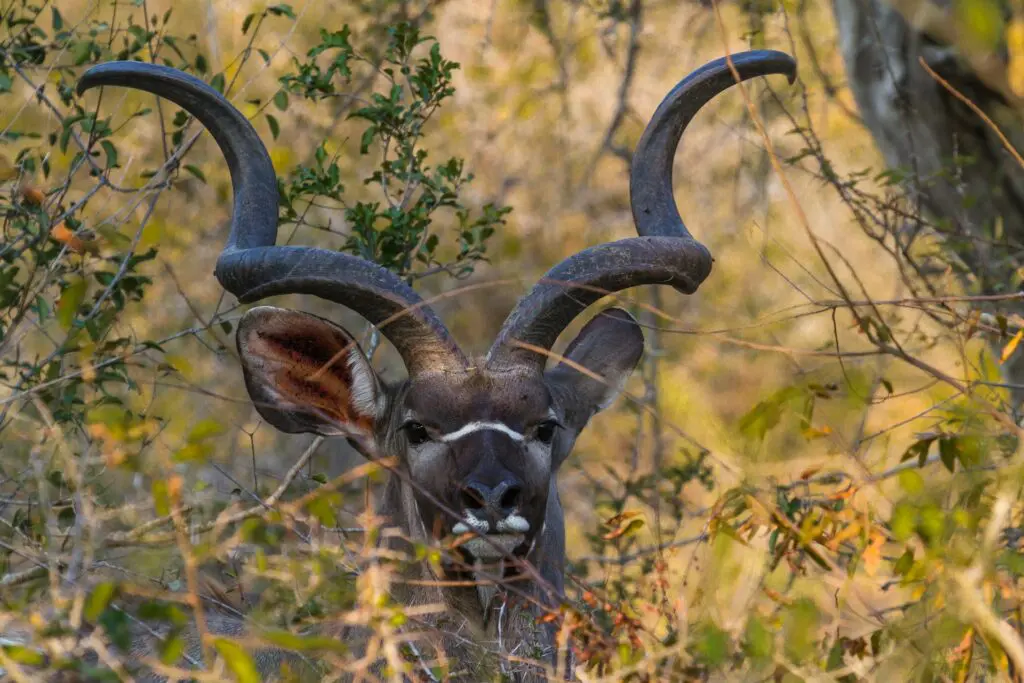 The Kruger National Park in December