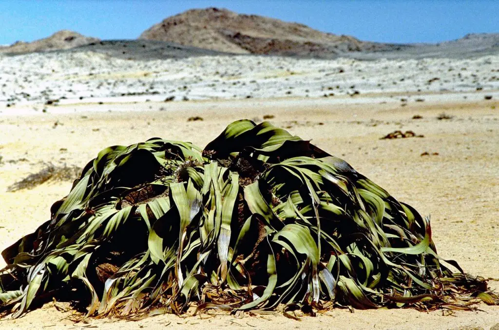 A Welwitschia Plant in Namibia