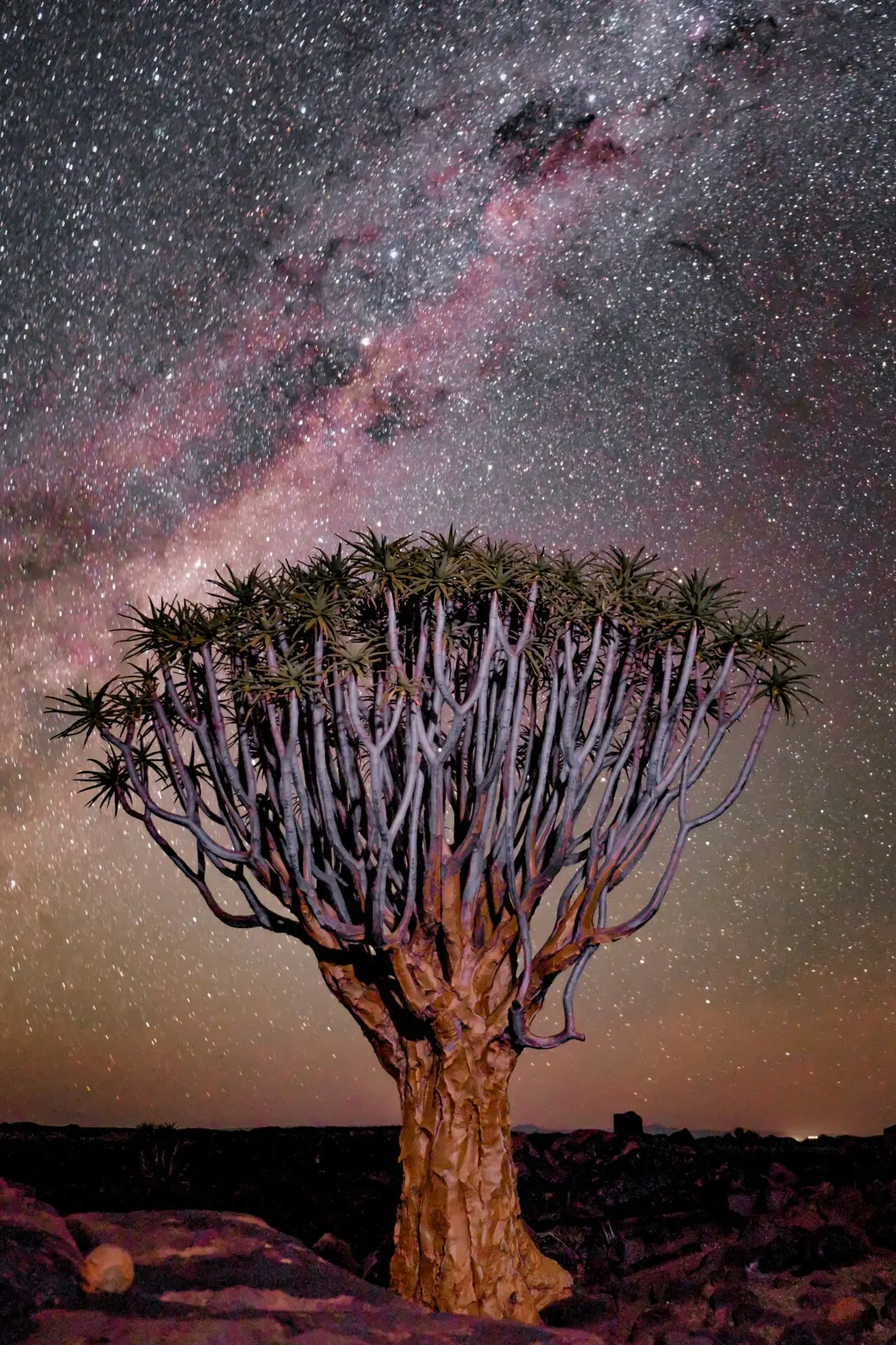 Quiver Tree at Mesosaurus Camp in Namibia