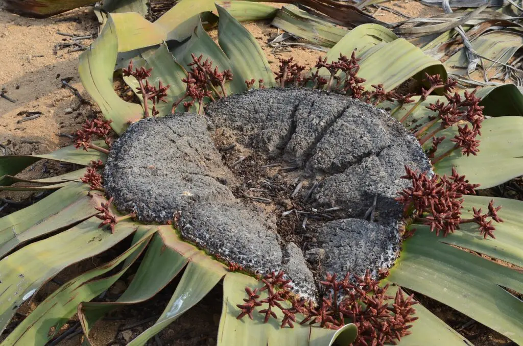 The Welwitschia Mirabilis Plant