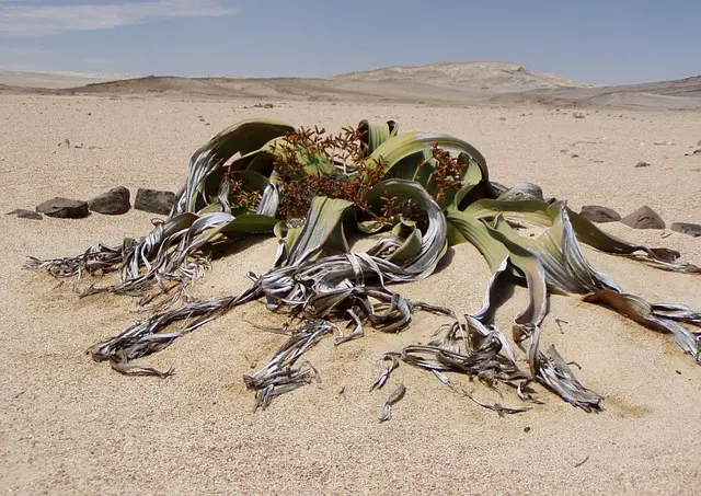 The Welwitschia Mirabilis
