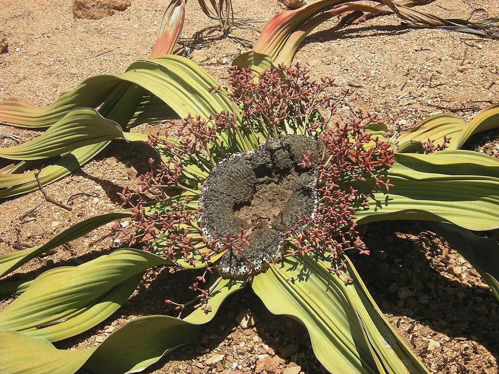 Welwitschia Mirabilis in Namibia
