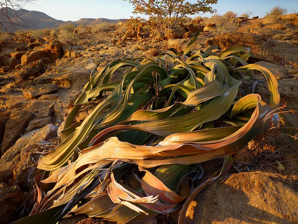 Welwitschia Mirabilis